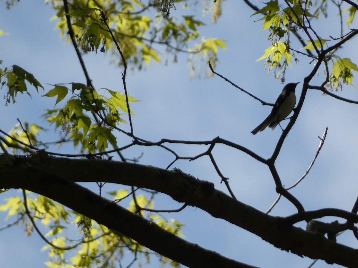 Black-throated Blue Warbler - ML568350181