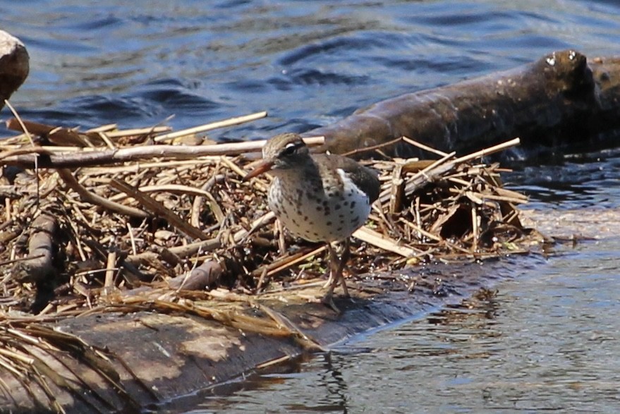 Spotted Sandpiper - ML568350321