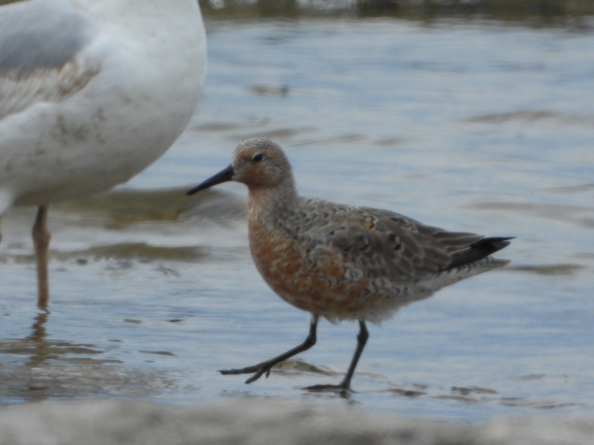 Red Knot - ML568350341
