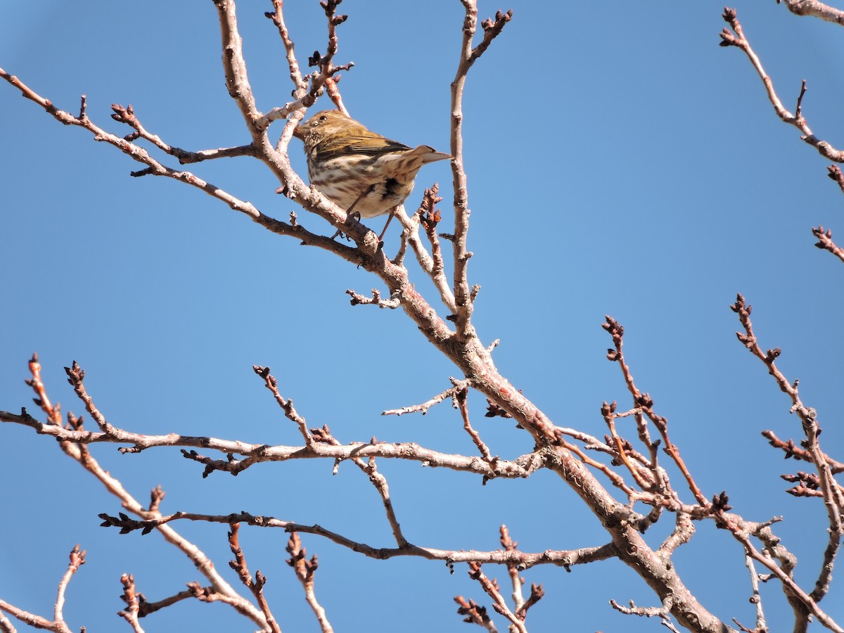 Purple Finch - ML56835041