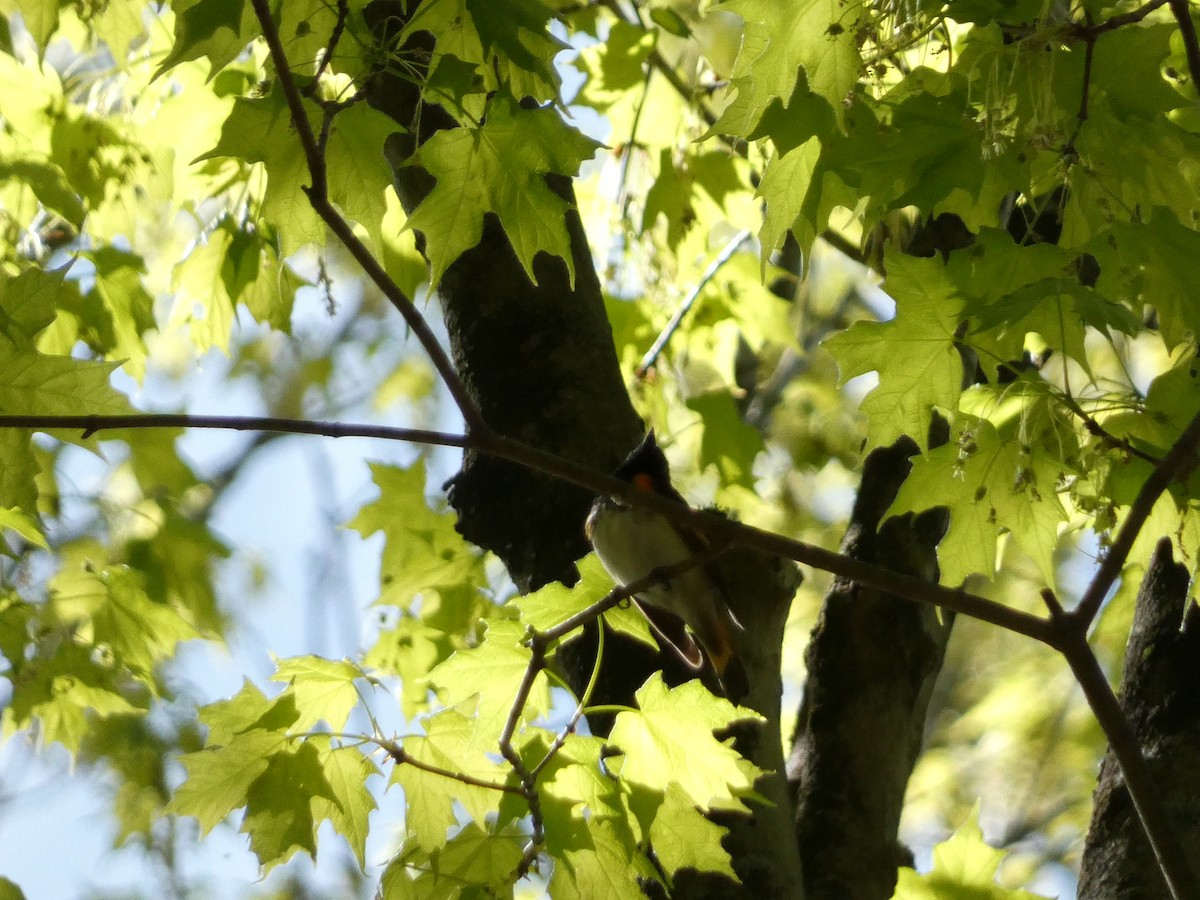 American Redstart - ML568350541