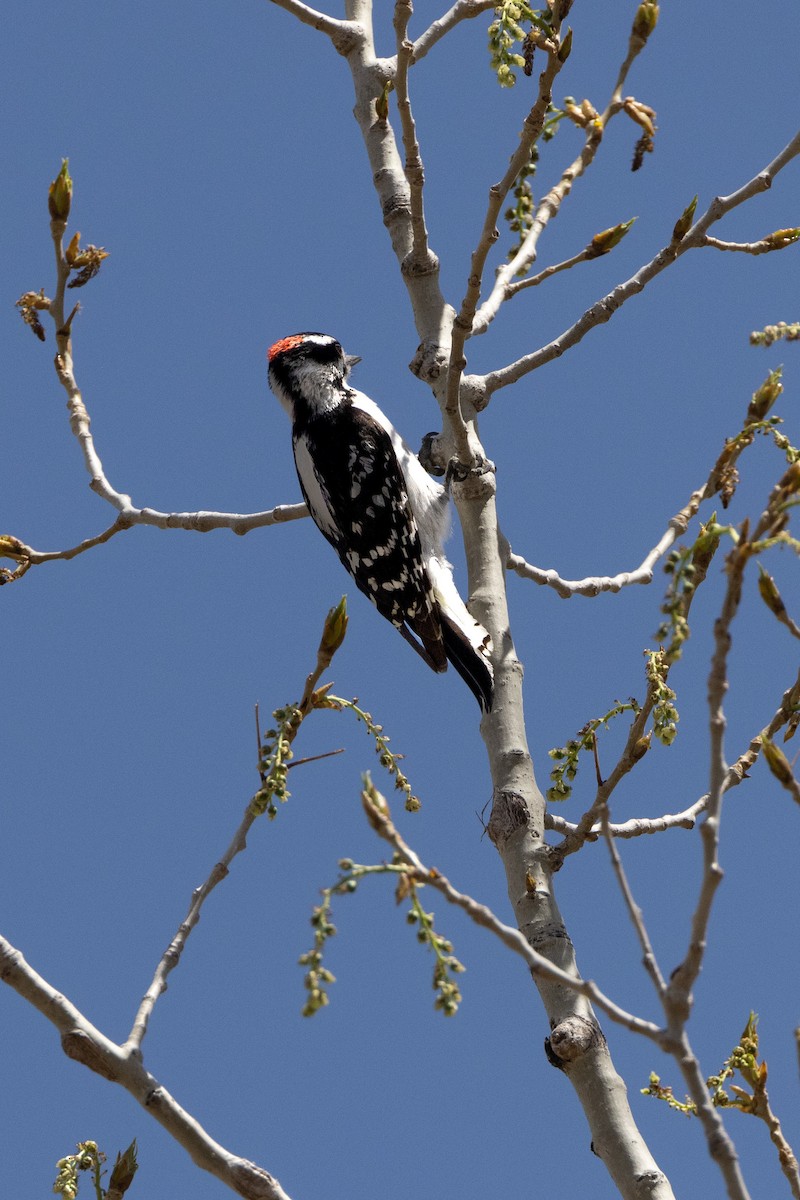 Downy Woodpecker - Gary Witt