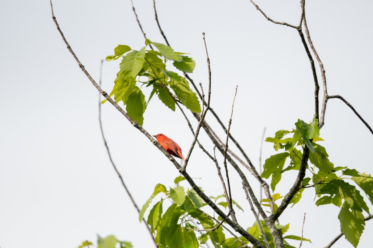Summer Tanager - ML568350941