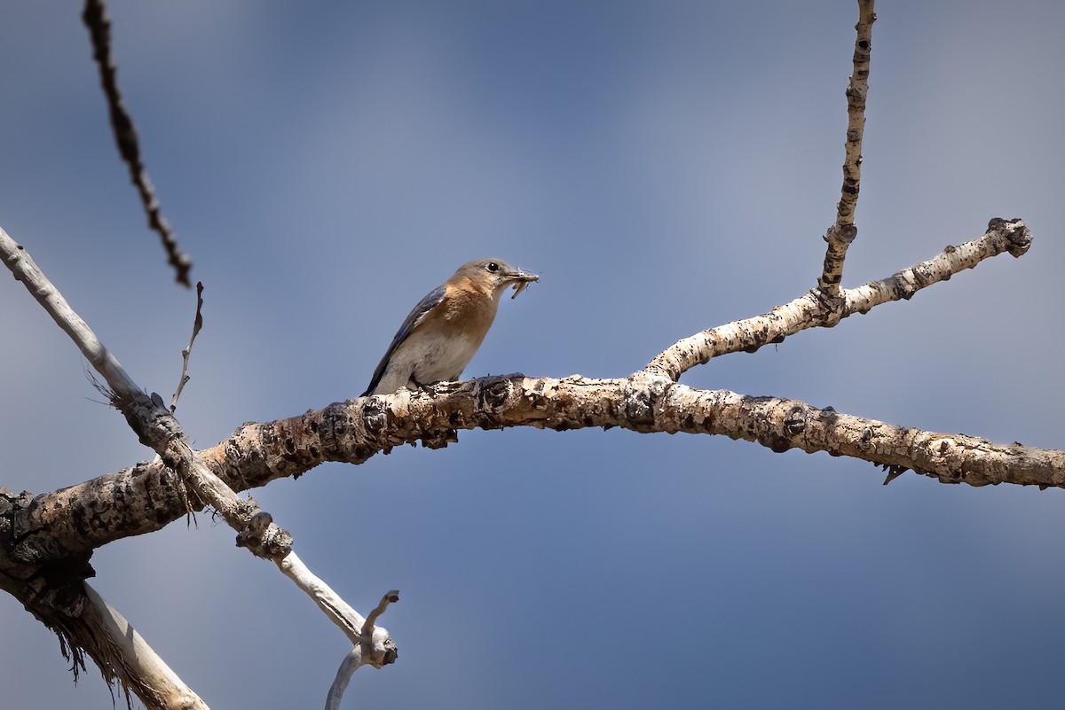 Eastern Bluebird - Gary Witt