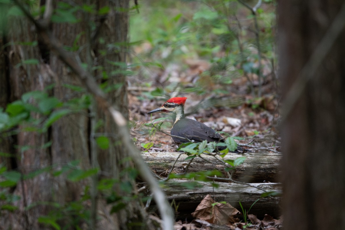 Pileated Woodpecker - ML568351521