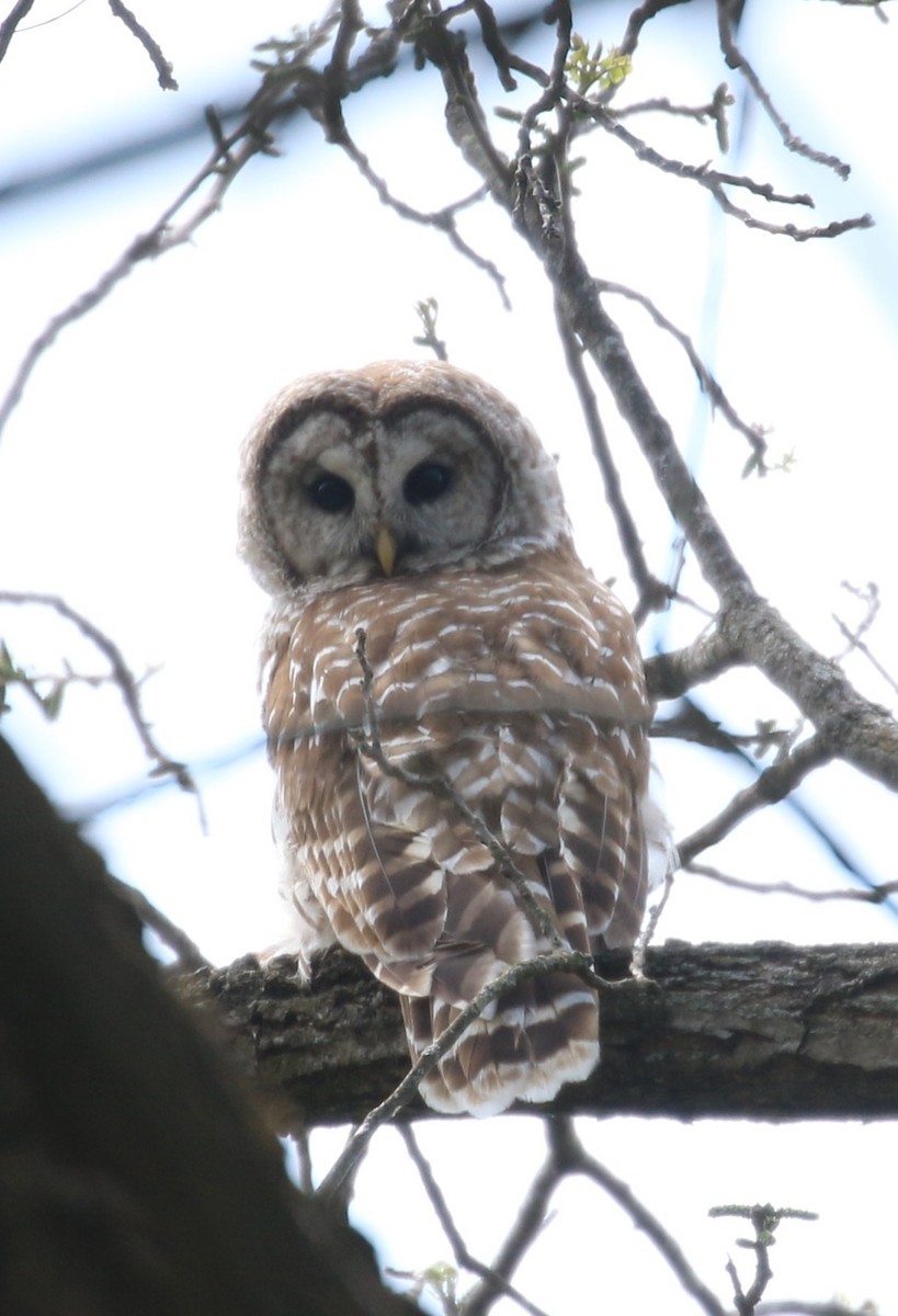 Barred Owl - ML568351601
