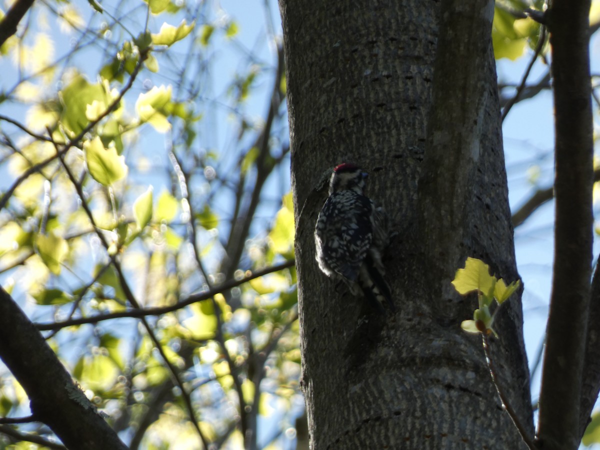 Yellow-bellied Sapsucker - ML568351931