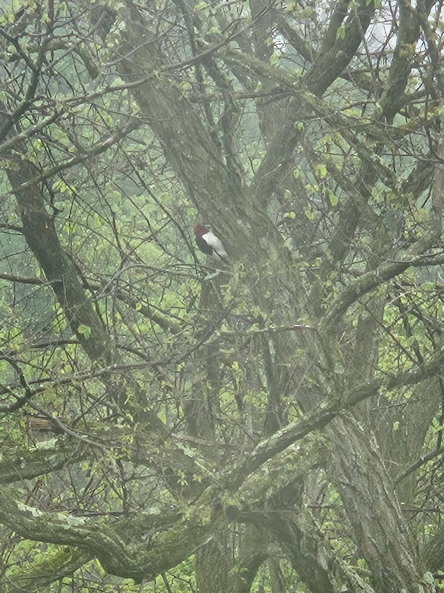 Red-headed Woodpecker - ML568353611