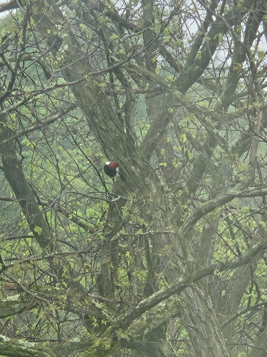 Red-headed Woodpecker - ML568353621