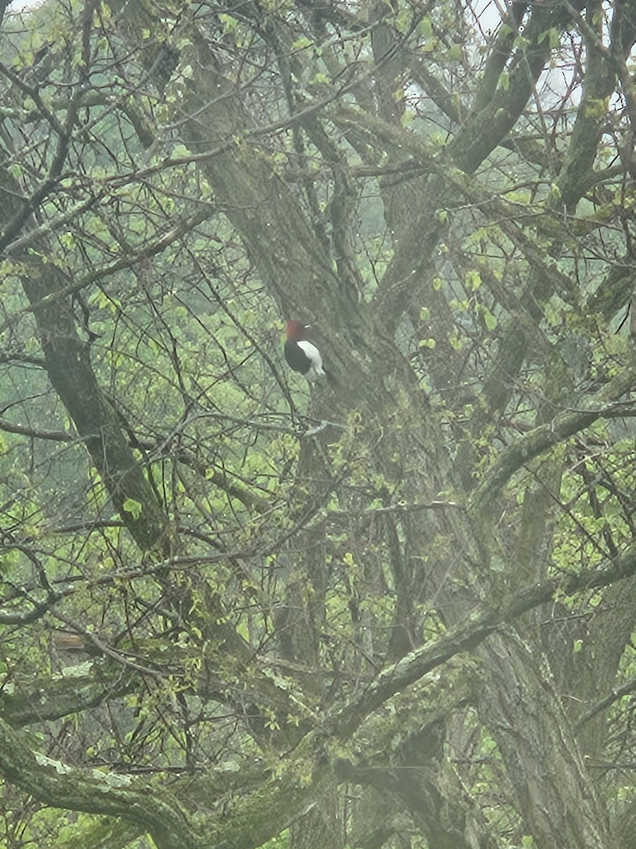 Red-headed Woodpecker - ML568353631