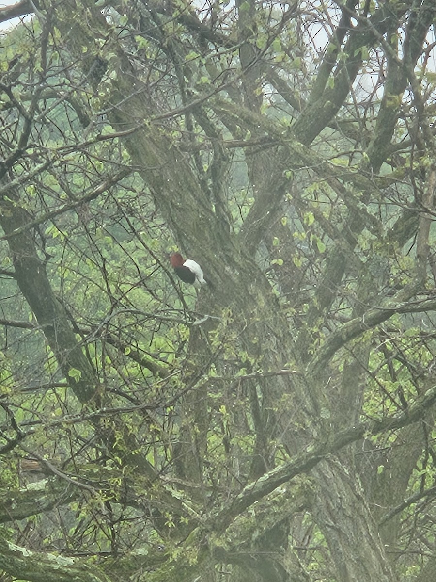 Red-headed Woodpecker - ML568353641