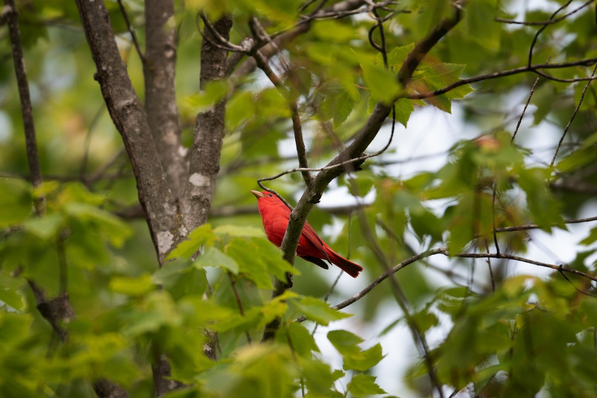 Summer Tanager - ML568353901
