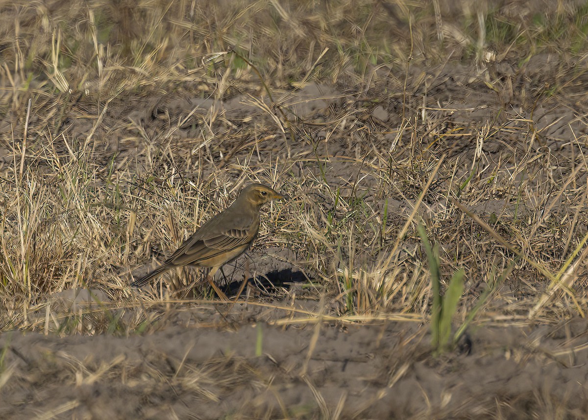 Plain-backed Pipit - Bruce Ward-Smith