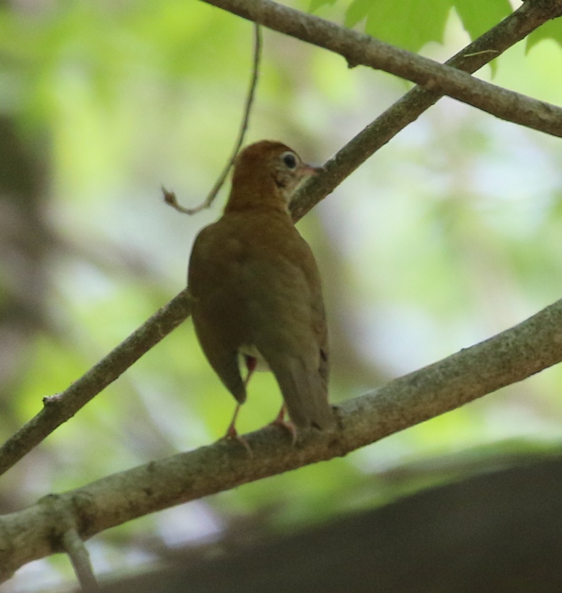 Wood Thrush - ML568354111
