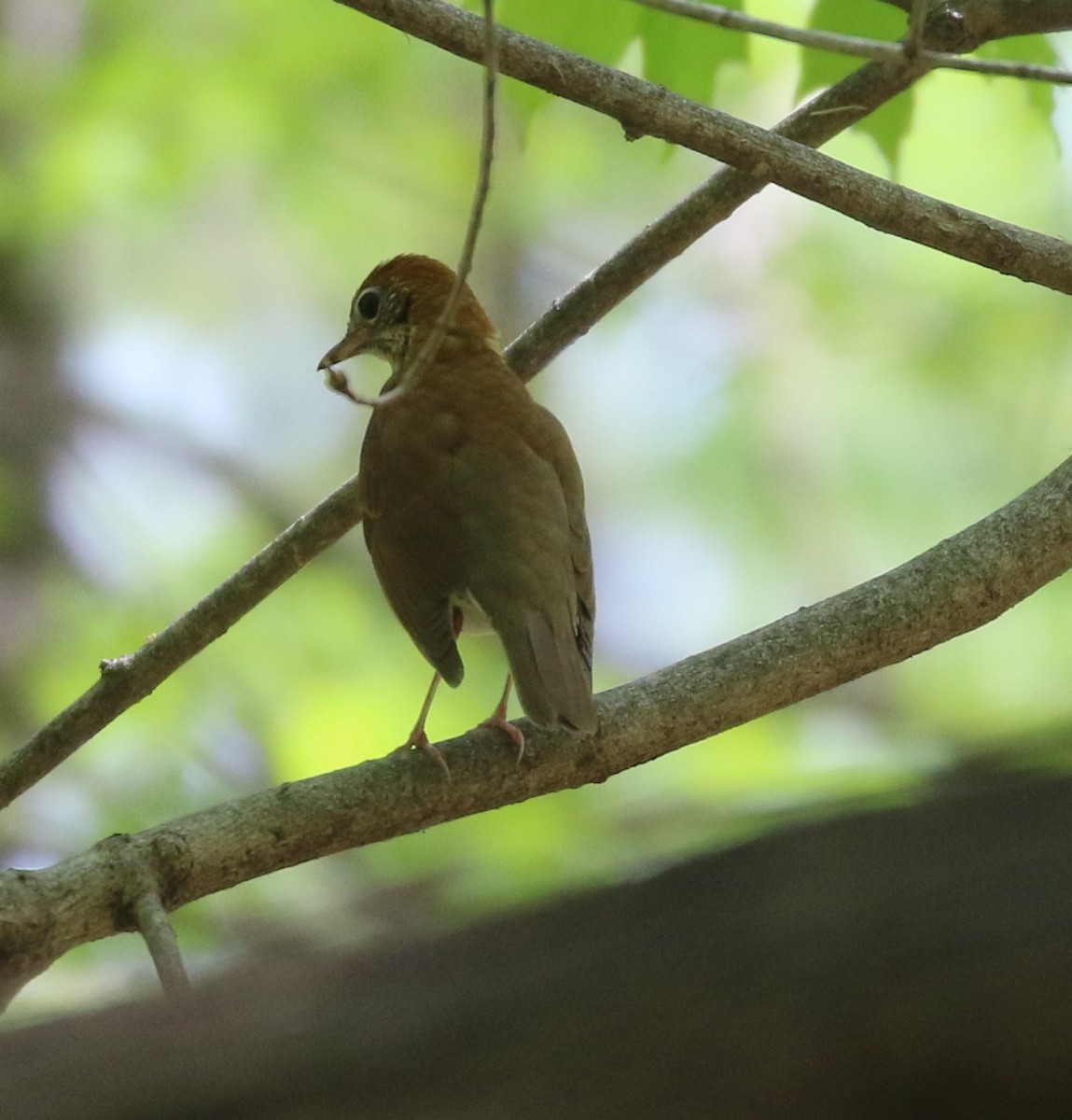 Wood Thrush - ML568354521