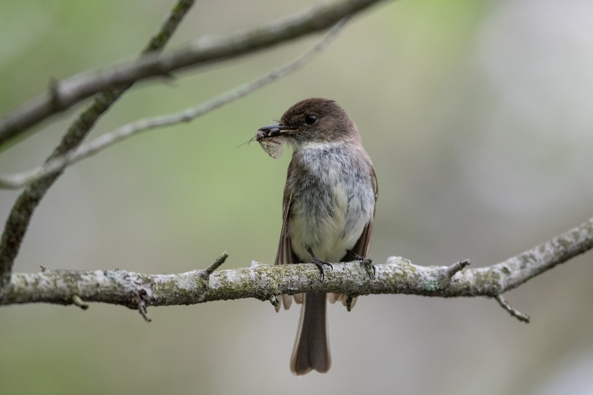 Eastern Phoebe - ML568354841