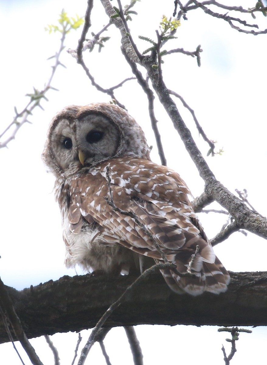 Barred Owl - ML568354981