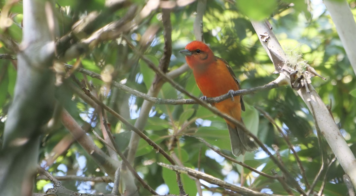 Flame-colored Tanager - ML568355061