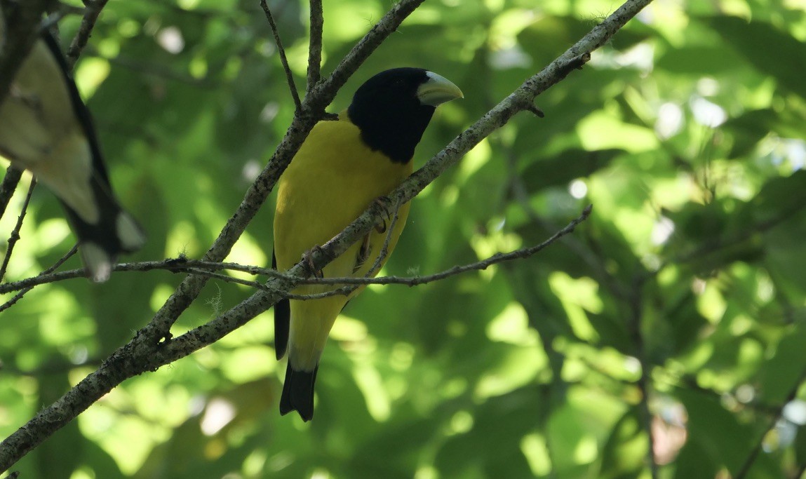 Hooded Grosbeak - ML568355701