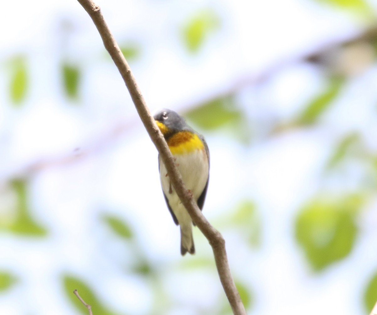 Northern Parula - ML568355721