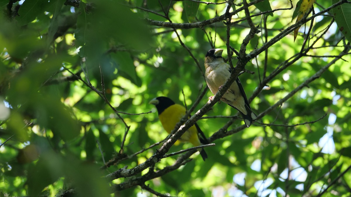 Hooded Grosbeak - ML568355841