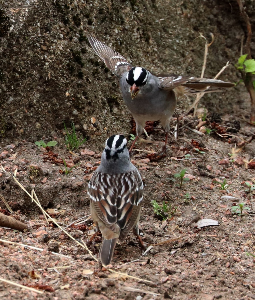 White-crowned Sparrow - ML568356511