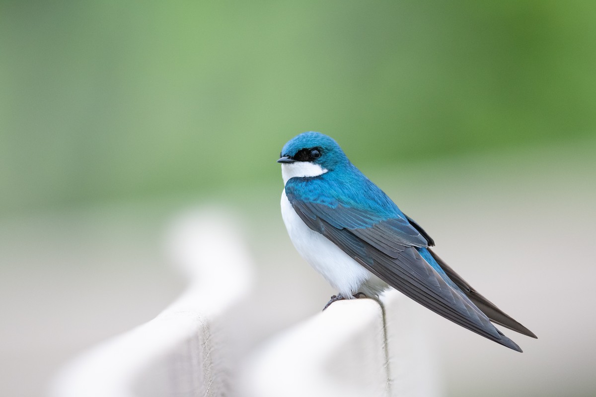 Tree Swallow - ML568356781