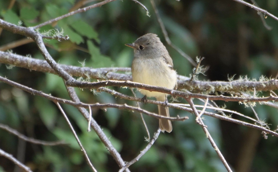 Gray Flycatcher - ML568357061