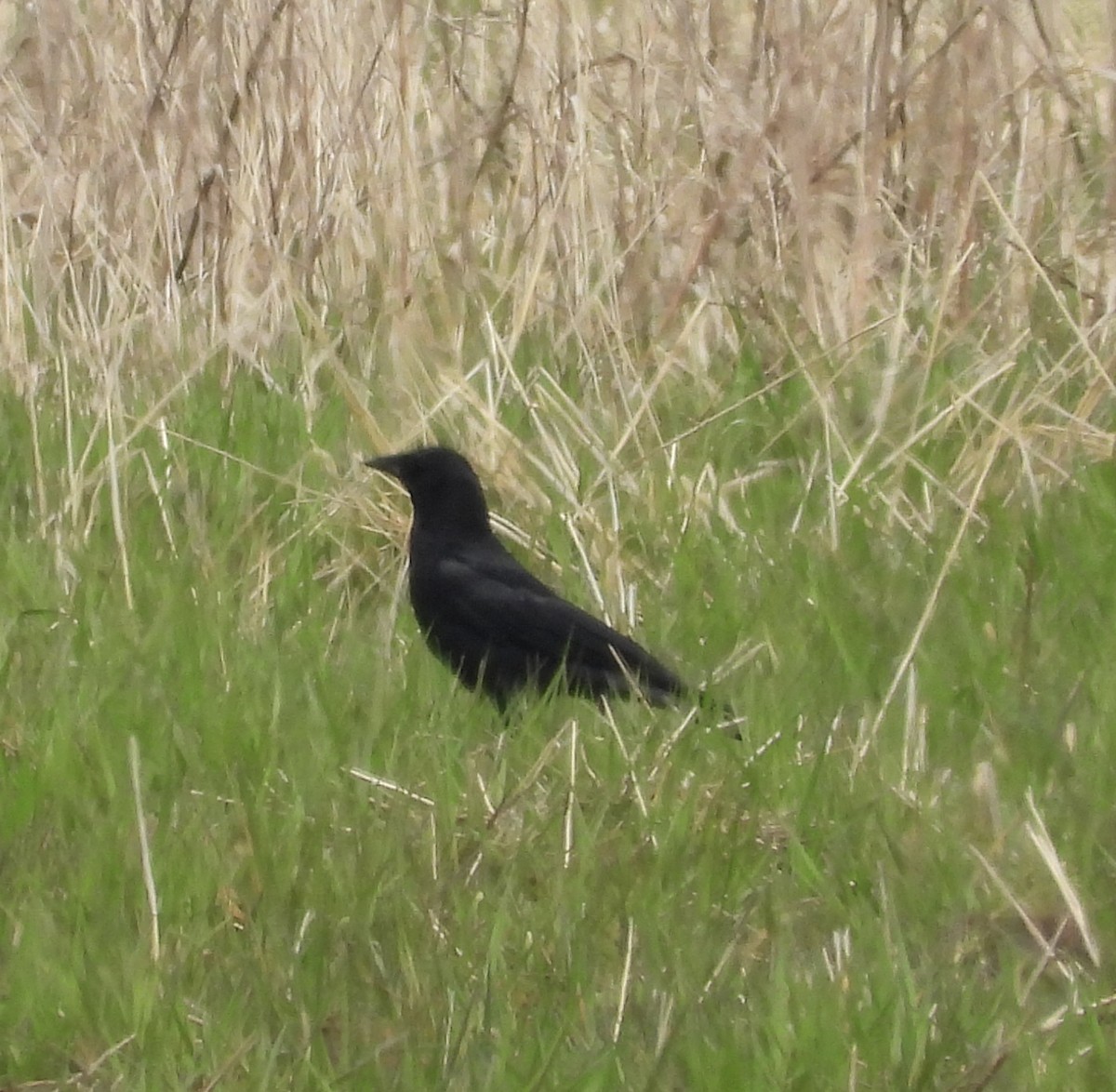 American Crow - ML568357251