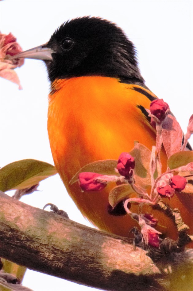 Baltimore Oriole - ML56835751