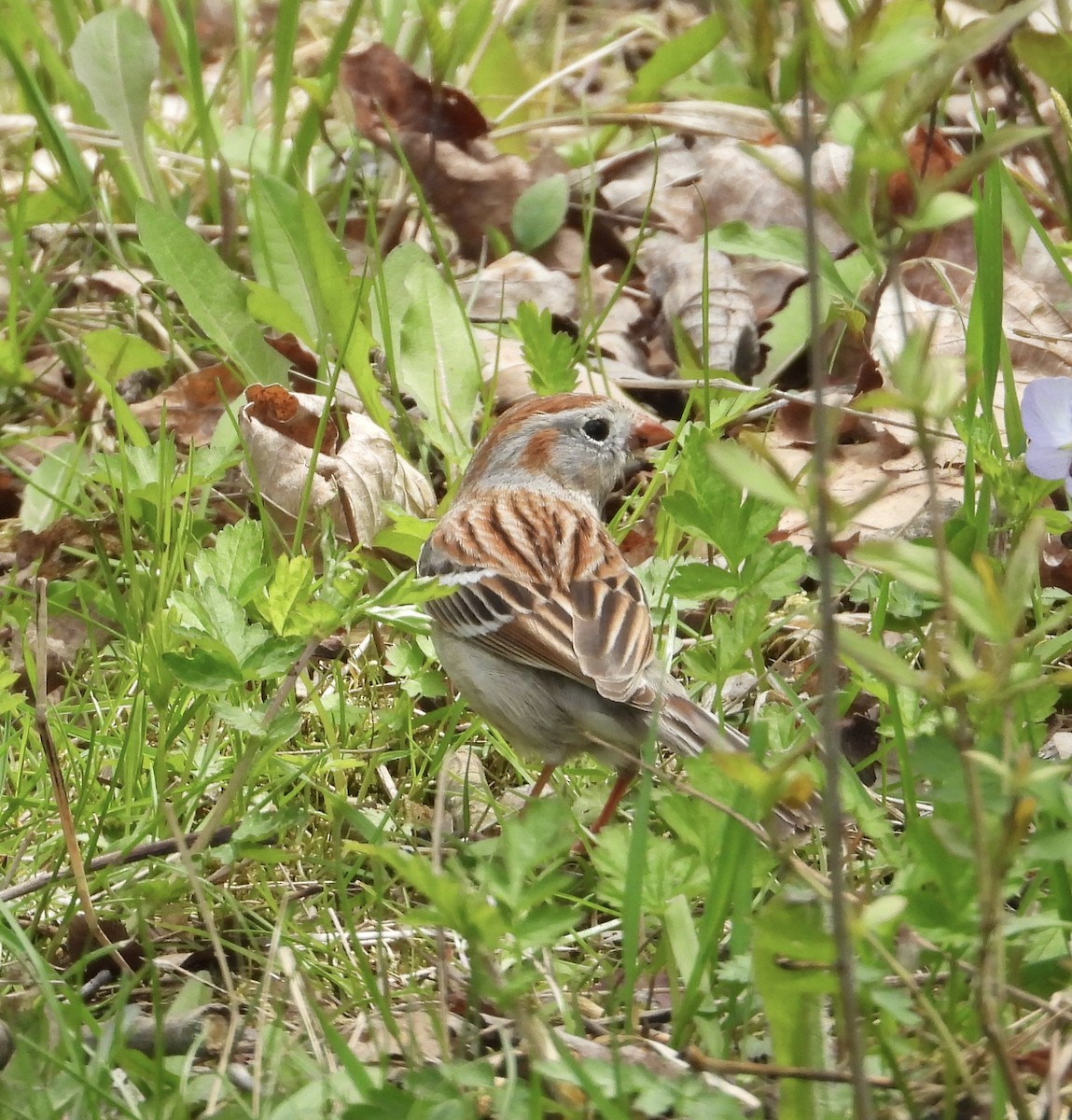 Field Sparrow - rita laurance