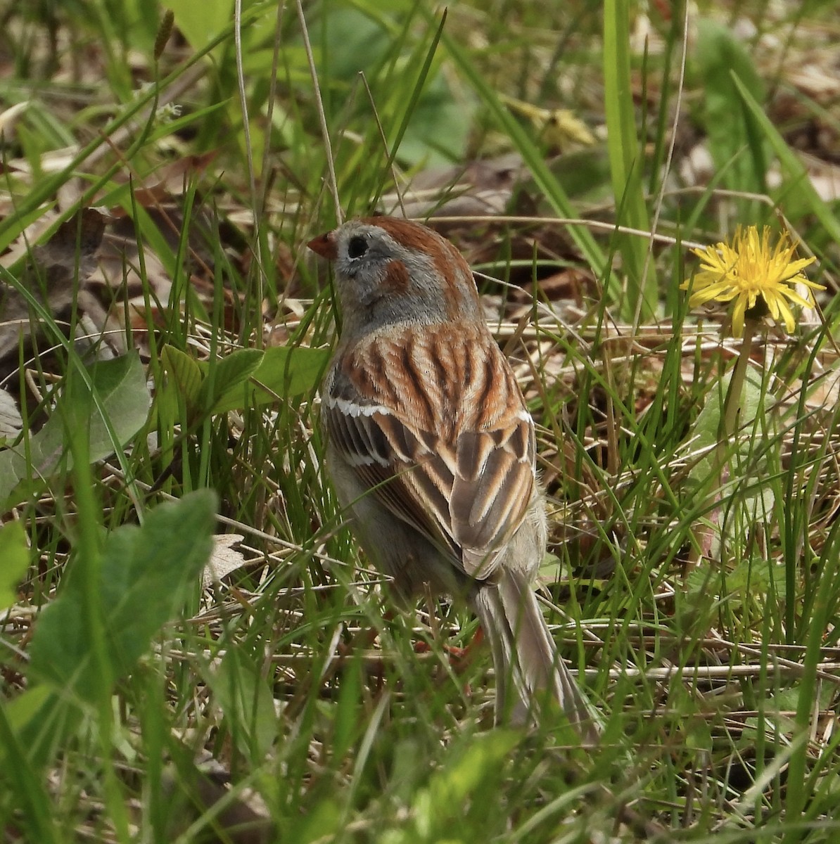 Field Sparrow - ML568357621