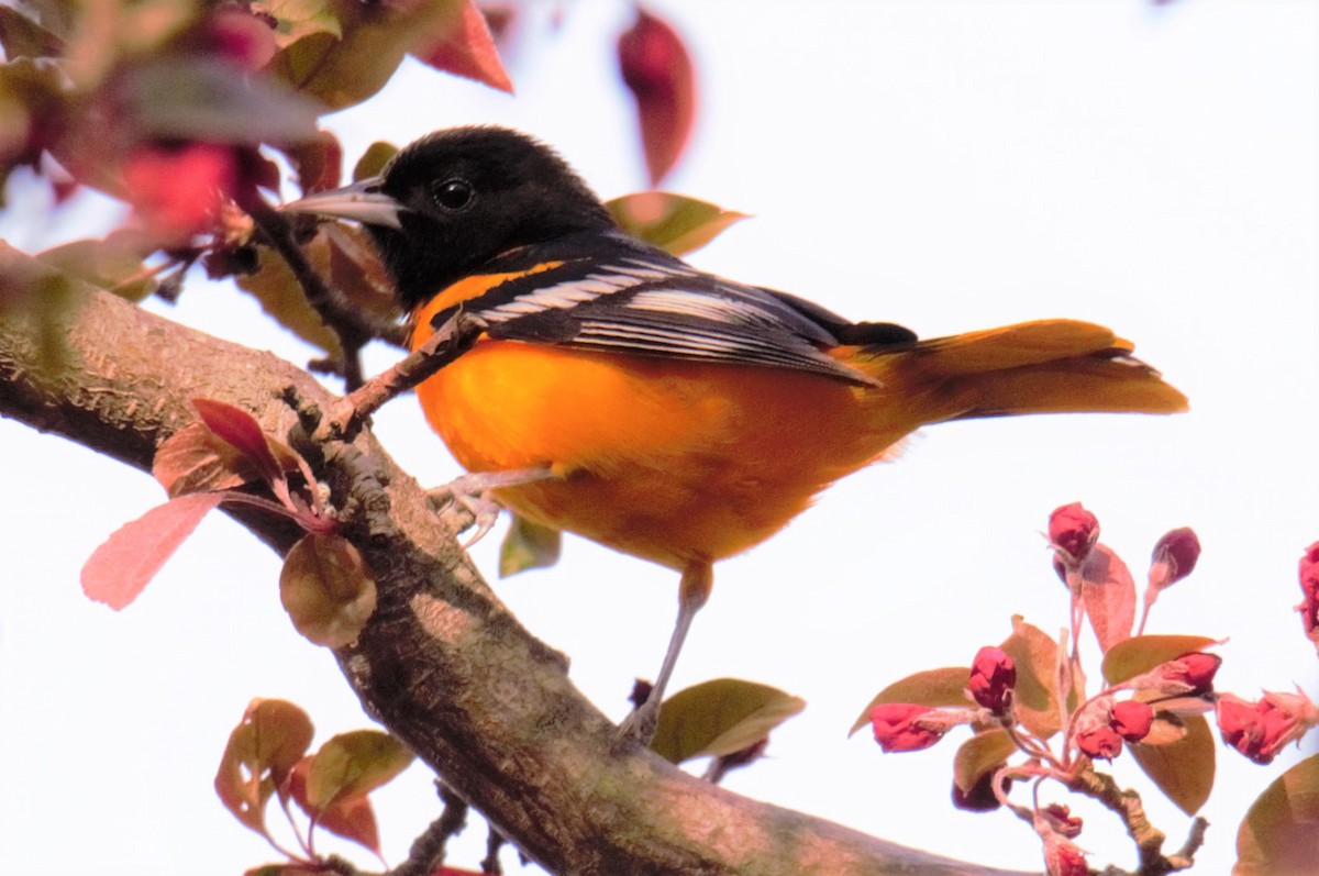 Baltimore Oriole - ML56835771