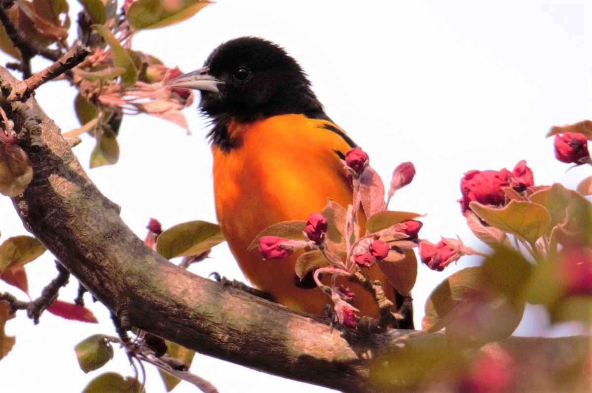 Baltimore Oriole - ML56835781