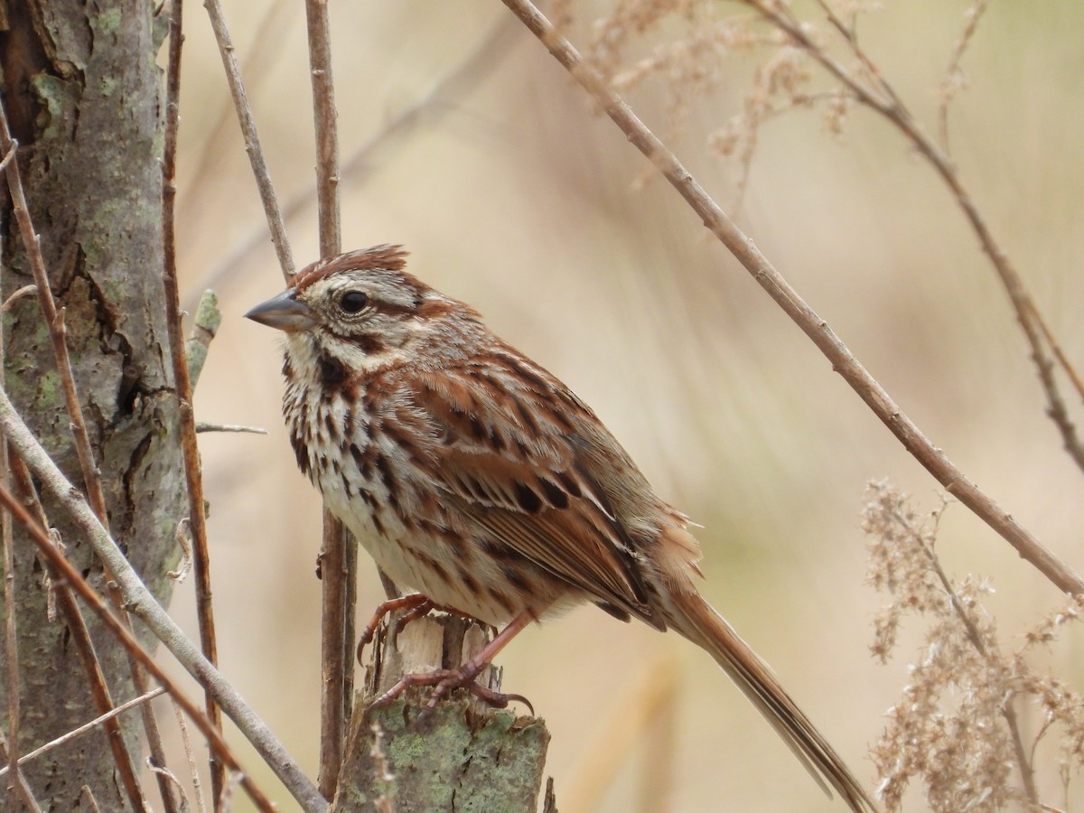 Song Sparrow - ML568357881