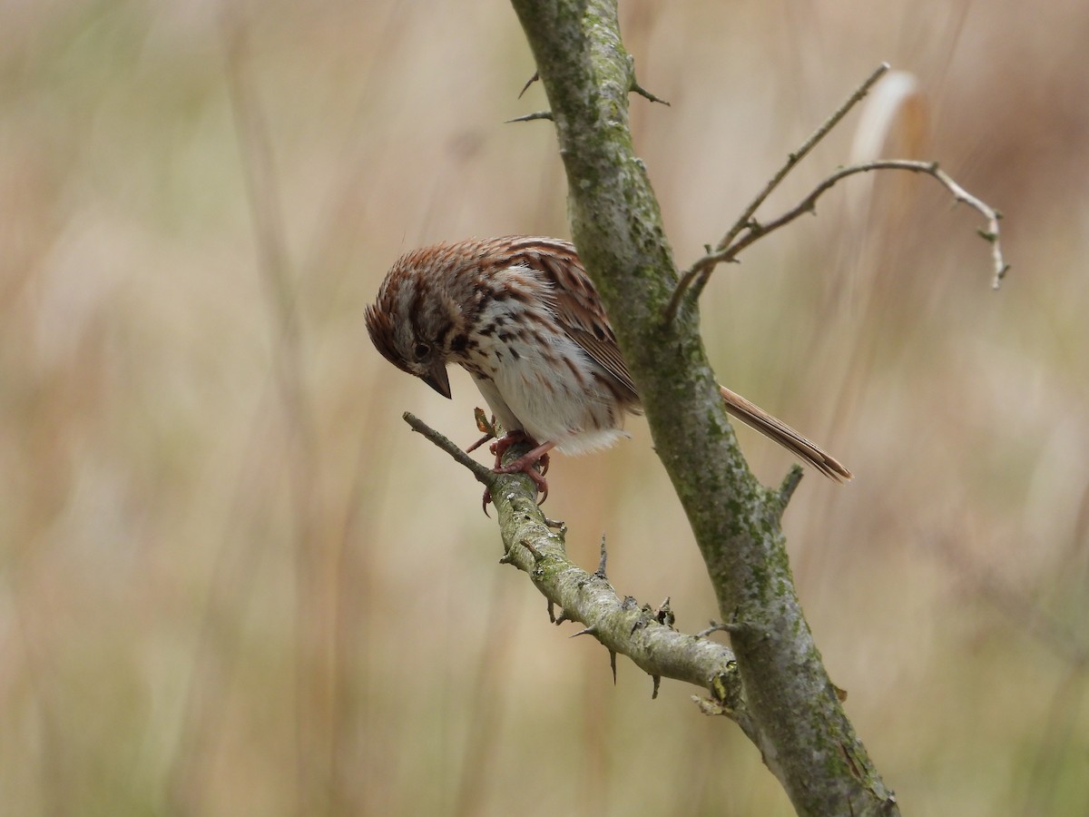 Song Sparrow - ML568357891