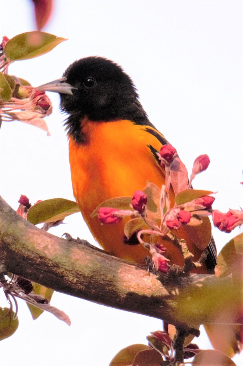 Baltimore Oriole - ML56835791