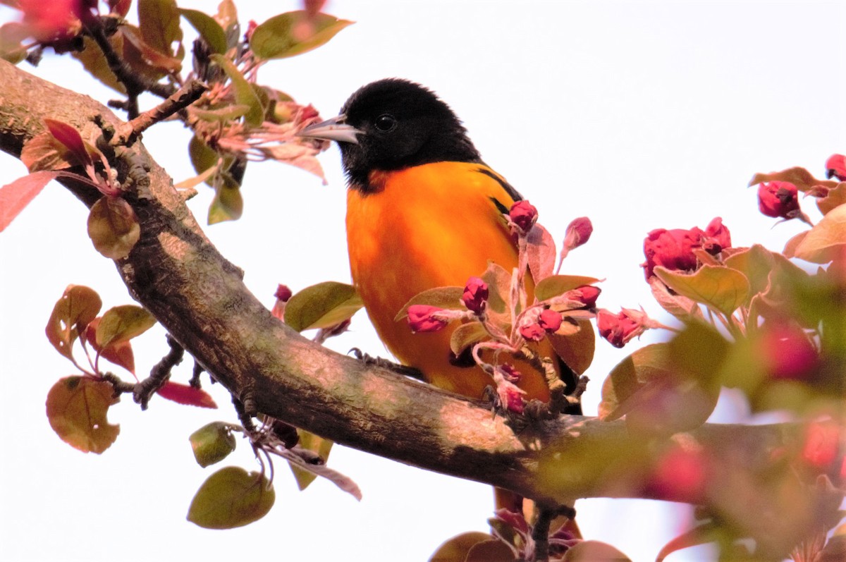 Baltimore Oriole - ML56835811