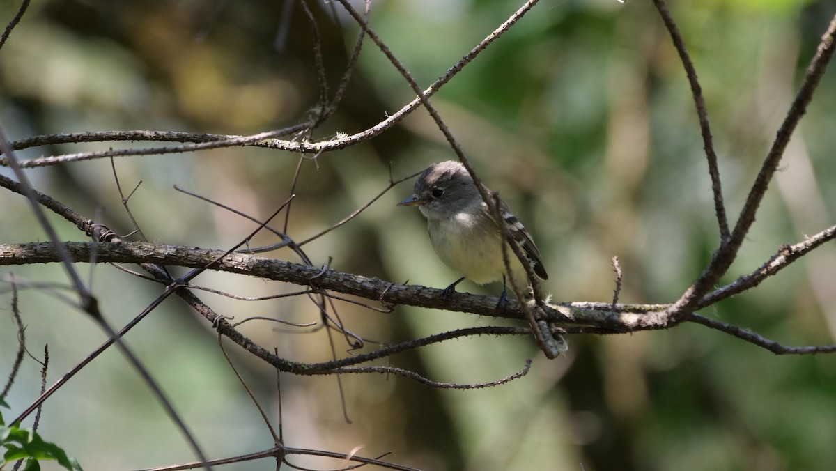 Gray Flycatcher - ML568358241