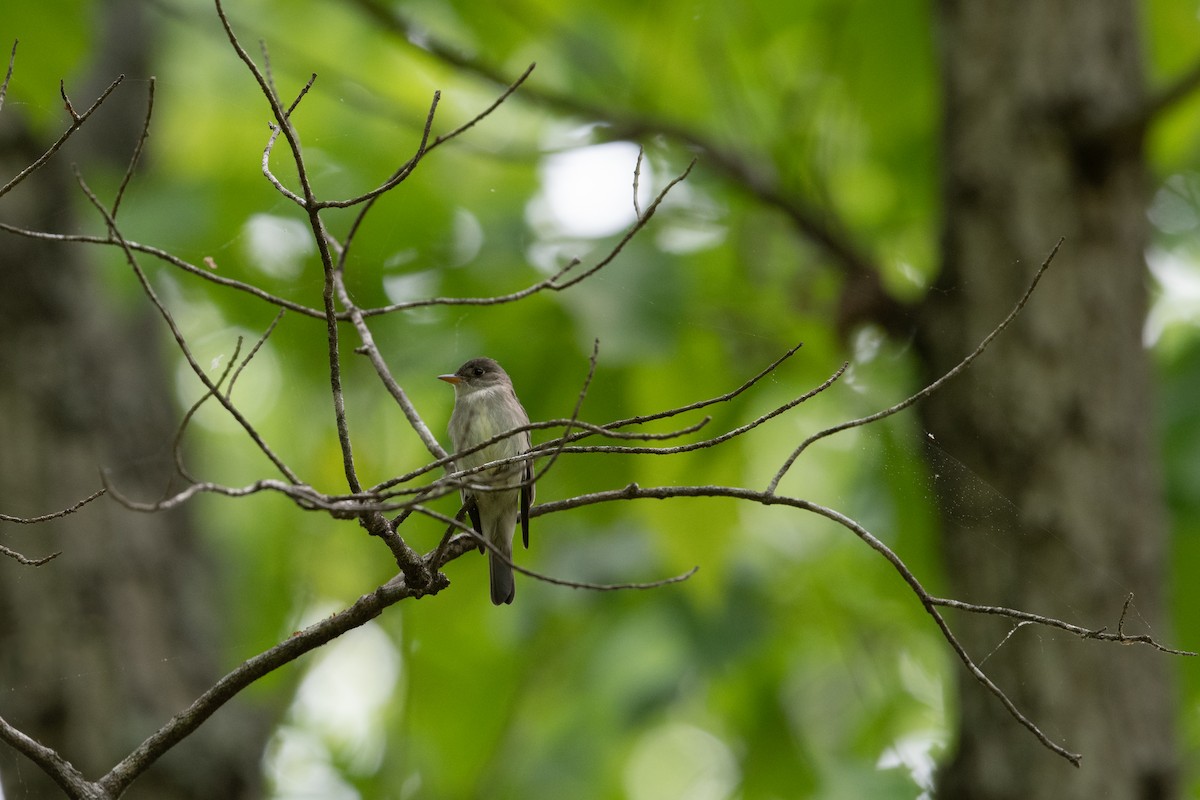 Eastern Wood-Pewee - ML568358551