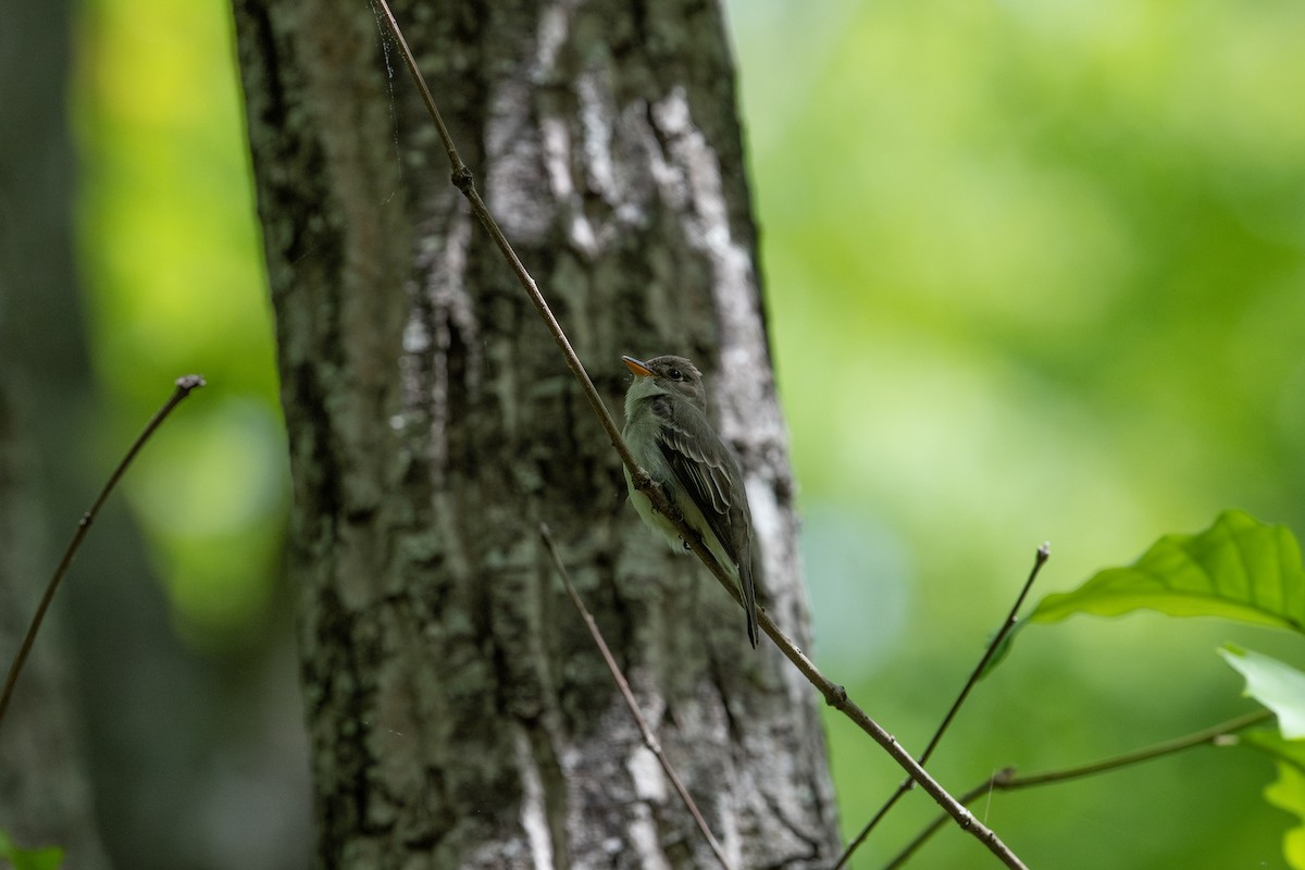 Eastern Wood-Pewee - ML568358661