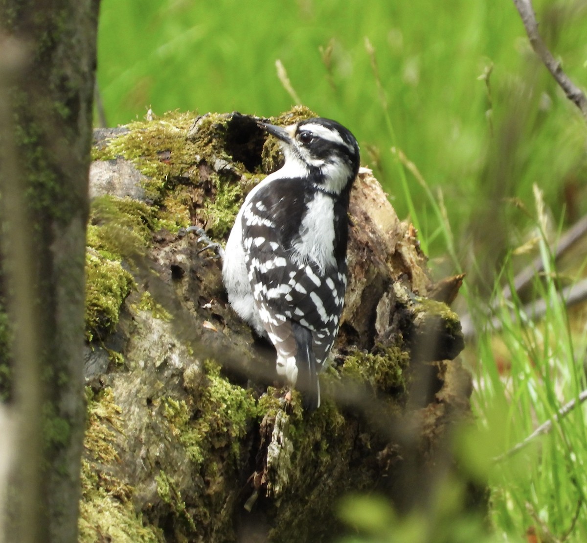 Downy Woodpecker - ML568358851