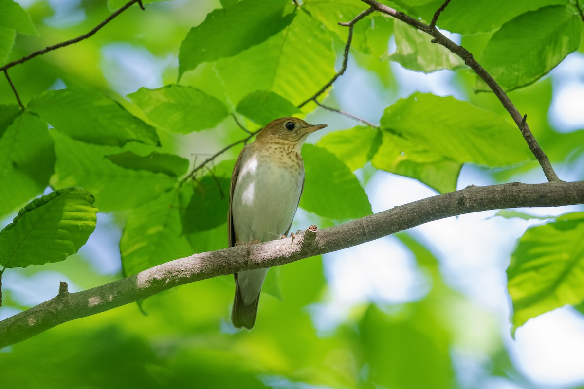 Veery - ML568359021