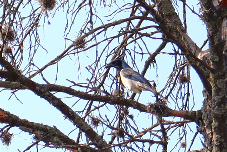 Black-throated Magpie-Jay - ML568359521
