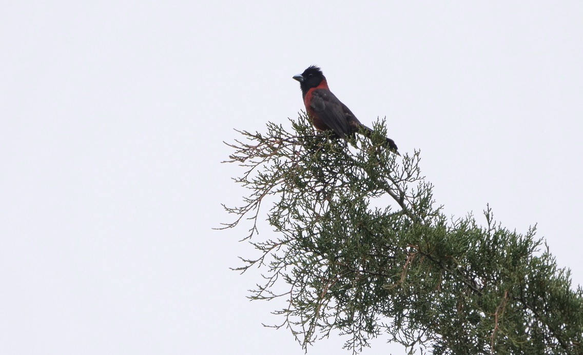 Crimson-collared Grosbeak - ML568359731