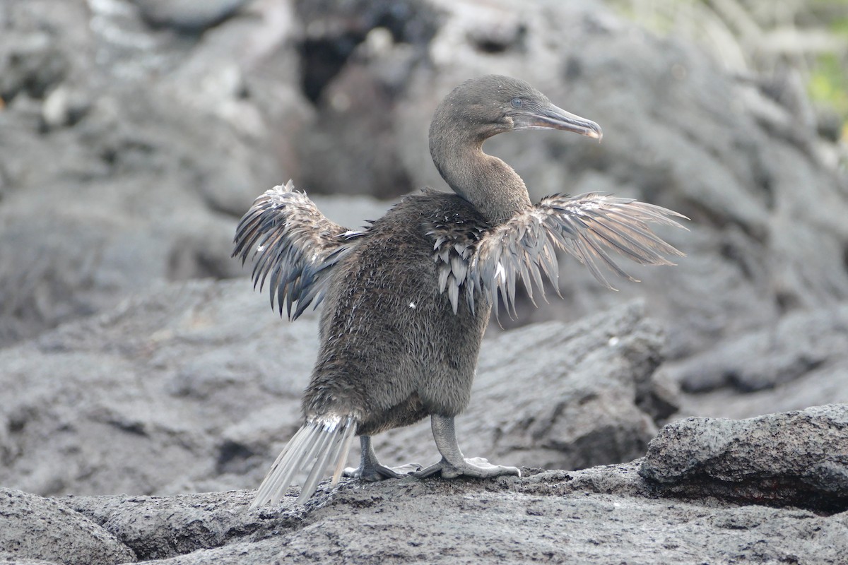 Flightless Cormorant - Peter Kaestner