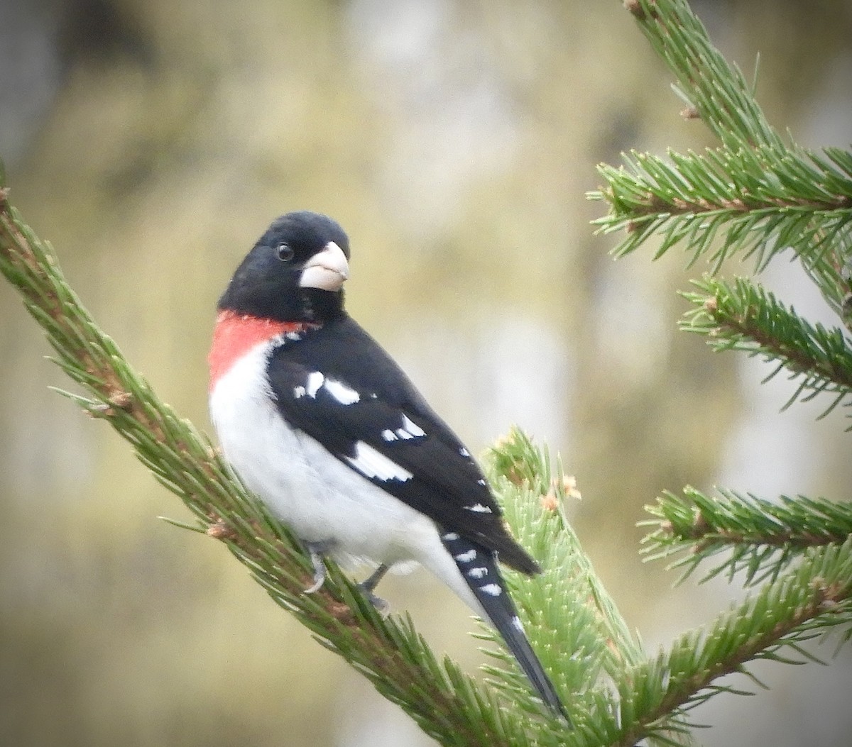 Rose-breasted Grosbeak - Elizabeth Peterson