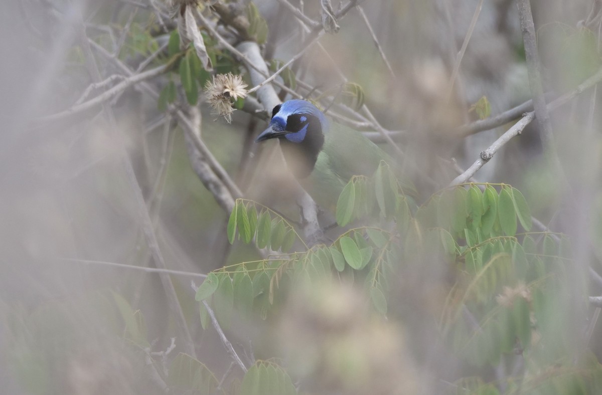 Green Jay - ML568361351