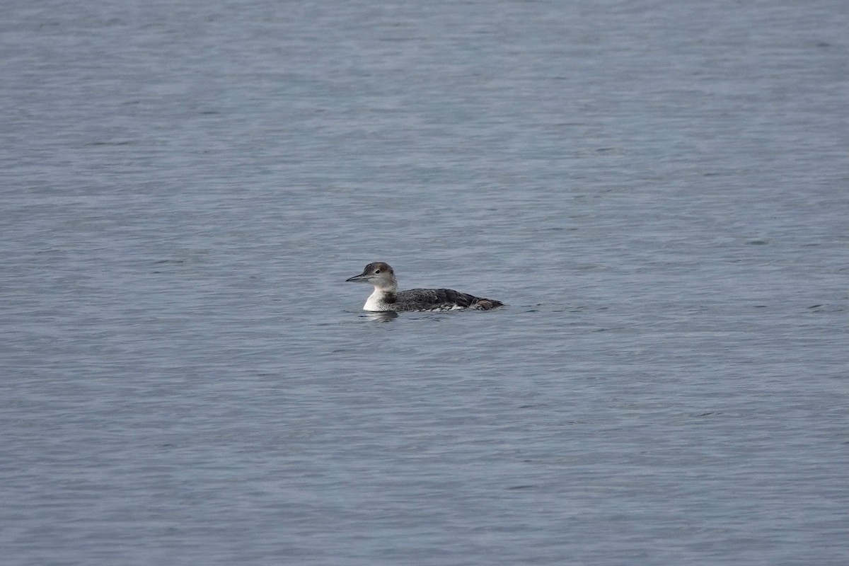 Plongeon huard - ML568361391