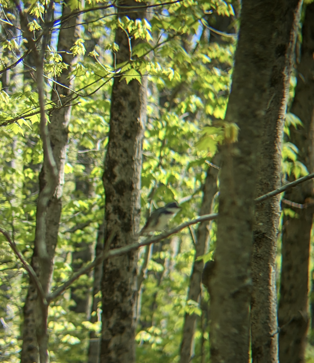 Cerulean Warbler - ML568361551